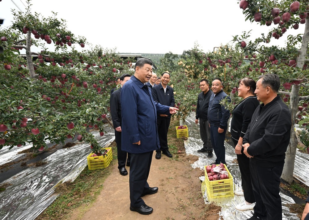 2024年9月11日，習近平在甘肅省天水市麥積區(qū)南山花牛蘋果基地考察時，走進果林了解相關種植、技術和管理情況。習近平指出：“經過70多年培育發(fā)展，花牛蘋果品牌更響亮了。要加強品種保護和培育，優(yōu)化種植方式，創(chuàng)新營銷模式，把這個特色產業(yè)做得更大，帶動更多群眾增收致富?！? width=