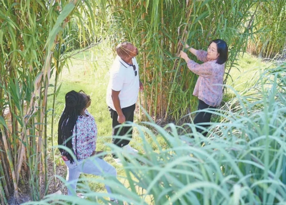 福建農(nóng)林大學(xué)國(guó)際菌草工程技術(shù)研究中心工作人員（右）在向盧旺達(dá)留學(xué)生介紹菌草品種“綠洲1號(hào)”蘆竹的生長(zhǎng)情況。新華社記者 林善傳 攝