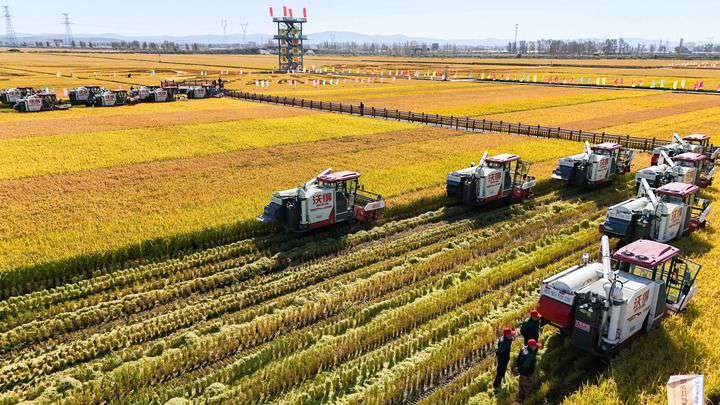 2024年9月22日，在黑龍江省重要糧食產(chǎn)區(qū)哈爾濱市方正縣的稻田中，農(nóng)機開啟“黑龍江秋收第一鐮”作業(yè)（無人機照片）。新華社記者 王松 攝