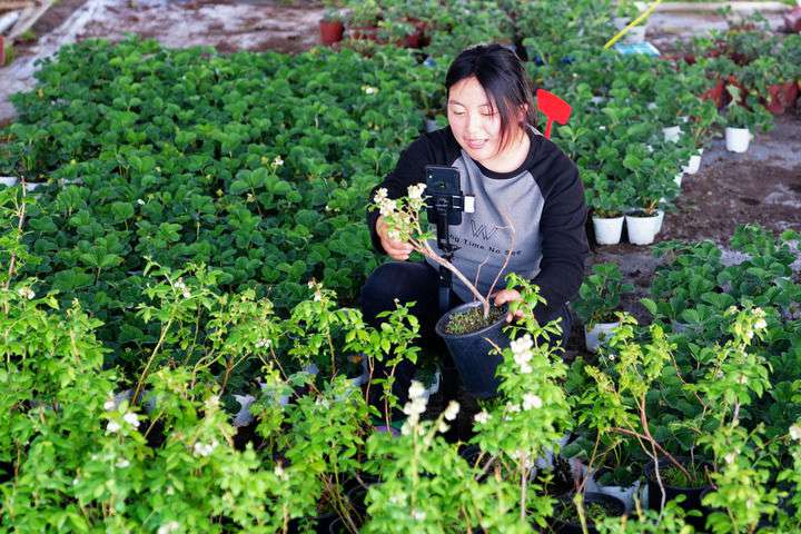 2024年4月27日，在山東省惠民縣姜樓鎮(zhèn)立冉果蔬種植合作社，工作人員在直播賣藍(lán)莓苗。新華社記者 郭緒雷 攝