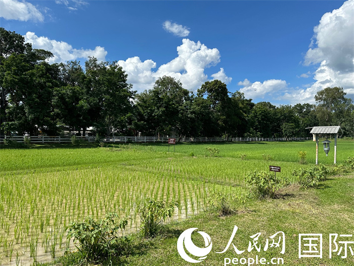 泰國(guó)沙功那空省水稻種植示范基地。人民網(wǎng)記者 簡(jiǎn)承淵攝