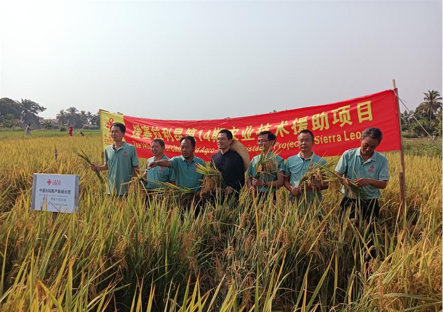 中國駐塞拉利昂大使王擎和援塞農業(yè)專家組合影。中國援塞農業(yè)專家組供圖