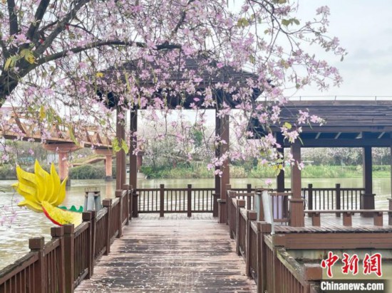 3月7日，廣州海珠國家濕地公園宮粉紫荊花海吸引游人。中新社記者 許青青 攝