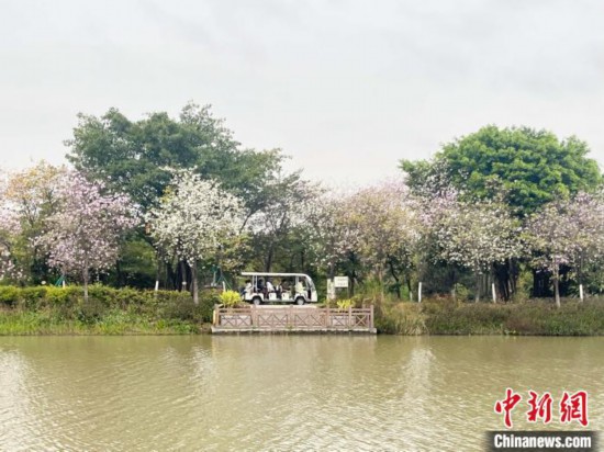 3月7日，廣州海珠國家濕地公園宮粉紫荊花海吸引游人。中新社記者 許青青 攝