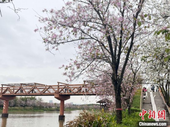 3月7日，廣州海珠國家濕地公園宮粉紫荊花海吸引游人。中新社記者 許青青 攝