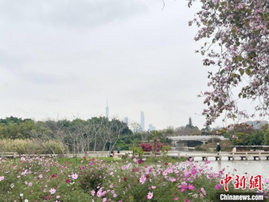 每年三月，廣州海珠國家濕地公園迎來最具標(biāo)志性的景觀之一——宮粉紫荊花海，公園內(nèi)的石榴崗河沿岸兩側(cè)，數(shù)千株宮粉紫荊綿延3.2公里，粉紅與粉白的花朵交織如云，頗為浪漫。據(jù)悉，宮粉紫荊因其耐濕性強(qiáng)、花期長的特性，是廣州海珠國家濕地公園生態(tài)修復(fù)的優(yōu)選樹種。近年來通過科學(xué)管養(yǎng)，花量相較往年明顯增加，盛花期持續(xù)近一個(gè)月時(shí)間，預(yù)計(jì)浪漫景致將延續(xù)至清明前。圖為3月7日，廣州海珠國家濕地公園宮粉紫荊花海吸引游人。中新社記者 許青青 攝