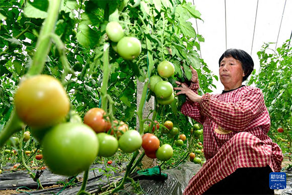 3月13日，在菏澤市鄆城縣張營街道，農民在設施大棚里打理西紅柿。