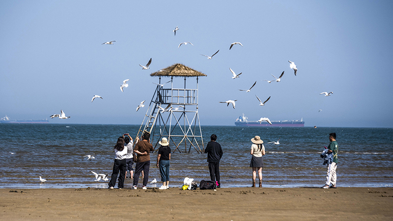 2024年5月12日，河北秦皇島，北戴河鴿子窩公園成群海鷗在天空中自由翱翔，與大海、藍(lán)天構(gòu)成了一幅美麗的畫卷。